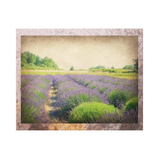 Sequim Lavender Farm Wrapped Canvas by Angela Fuller